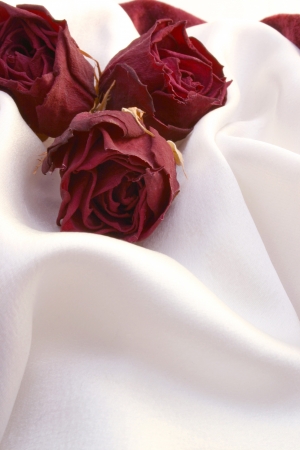 Romantic roses - room for copyの写真素材