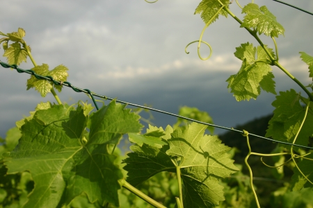 Stormy sky over german vineyardの写真素材