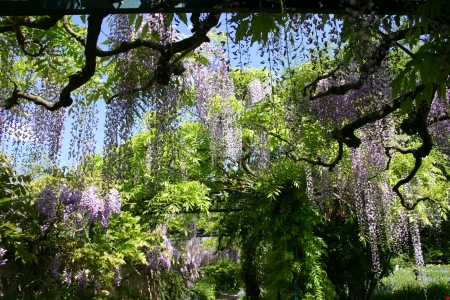 Wisteriaの写真素材