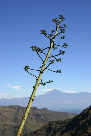 View of Teide Volcano on the island of Tenerife from neighbouring island La Gomera, Canary Islands, Spainの写真素材