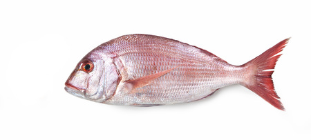 Dentex fish on white