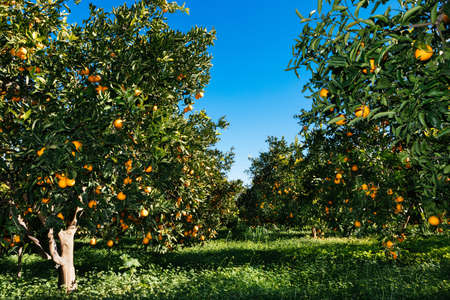 oranges field in Sicily farm, citrus groveの写真素材