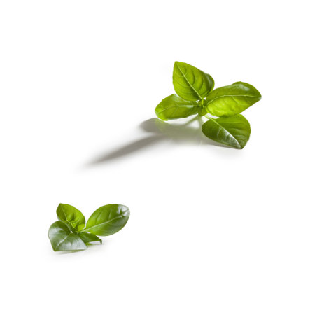 basil leaves isolated on white backgroundの写真素材