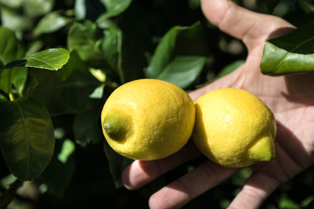 Siracusa lemon cultivar Femminello on fieldの写真素材