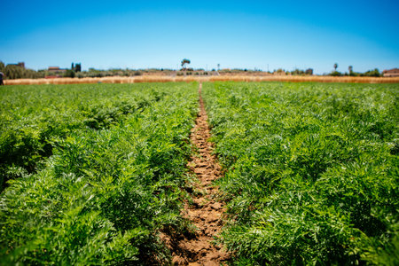 carrots field near Ispica Sicilyの写真素材