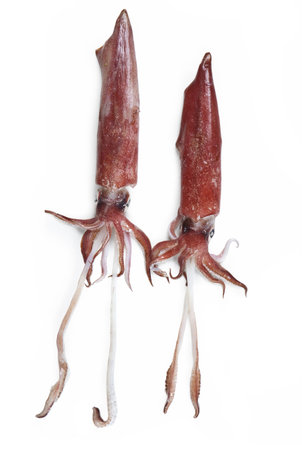 flying squid, flying squirrel, Todarodes sagittatus, Squid