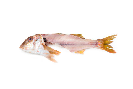 Red Mullet filleted, isolated on white background