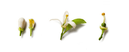 Orange blossom isolated on white background