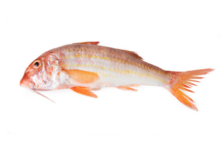 Striped red mullet - Mediterranean fish Red mullet "Mullus surmuletus"の写真素材