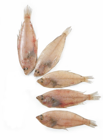 European flounder, Flatfish, Platichthys flesus, Pande, mediterranean fish, isolated on white...