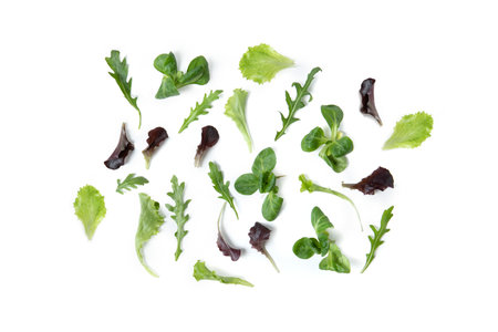 Leaves of Roman Salad "Misticanza" Mixed green saladの写真素材