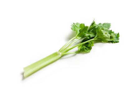 Wild Celery - "Celery Coast" Isolated on White Backgroundの写真素材