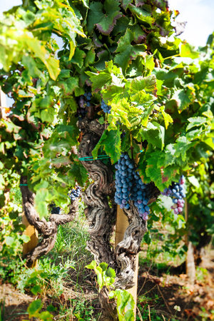 Grape Vine with Leaves Close Up - Italian Vineyard on Mount Etna, Sicily - "Nerello Mascalese" DOC Wineの写真素材