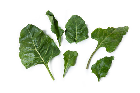 Leaves of Wild Chard, Swiss chard, Chard, Beta vulgaris, Rye, isolated on white backgroundの写真素材