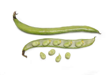 Broad Beans, Isolated on White Background - Vicia Faba, One Whole and One Cut Open, Fava Beans - Detailed Close-Up Macro, Top View, from Above, High Resolutionの写真素材