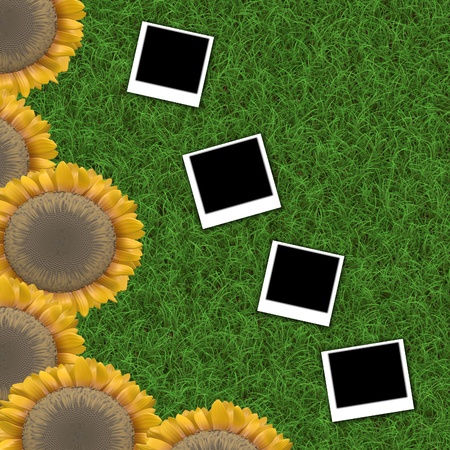 sunflower backgroundの写真素材