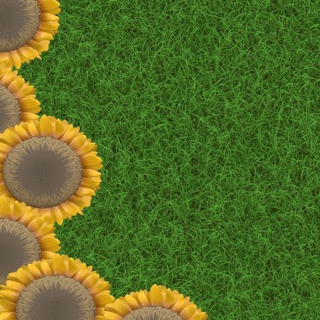 grass and sunflowerの写真素材
