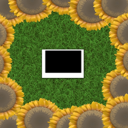 sunflower backgroundの写真素材