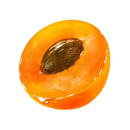 Hand drawn fruit illustration apricot (apricot, apricot) half with seedsの写真素材