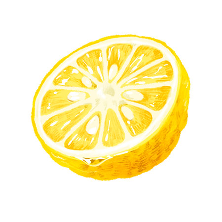 Hand-drawn fruit illustration Yuzu (yuzu, yuzu) cross-section cut half with seedsの素材 [FY310210013676]