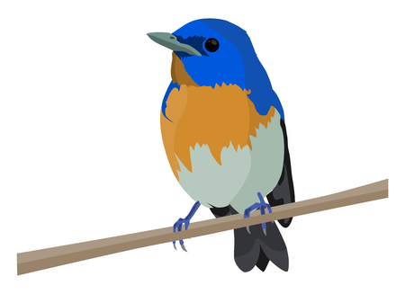 Colorful bird in a stick in normal poseの写真素材