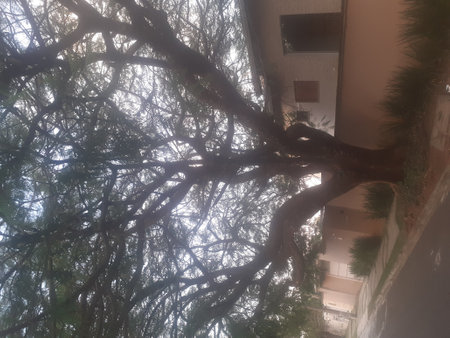 A tree in the middle of a foggy morning in the cityの写真素材