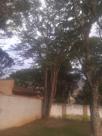 Trees in the park at the end of the day, Thailand.の写真素材
