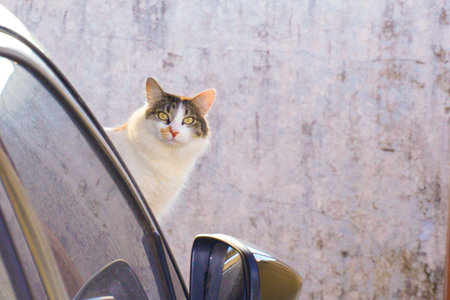 Female cat on the hood of a blue car, staring intently at the camera, against a worn white wall background.の写真素材