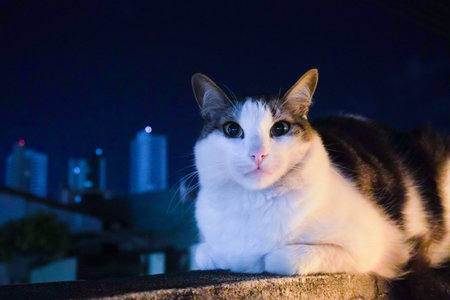 Cat sitting on the wall with city in the background at night. A white male cat with dilated pupils at low lightの写真素材