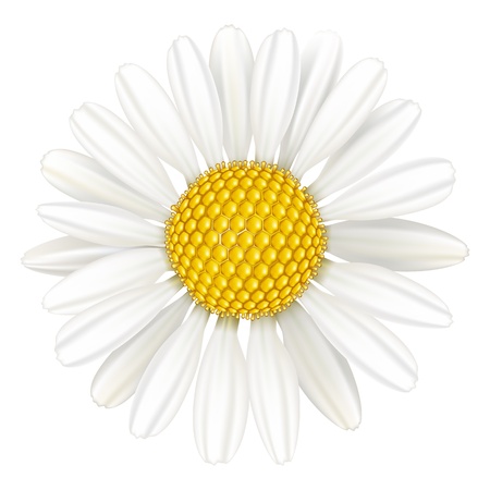 Vector flower chamomile, medicinal plant. Isolated on white background.のイラスト素材