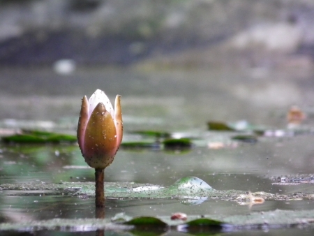 Nice flower in midle of lakeの写真素材