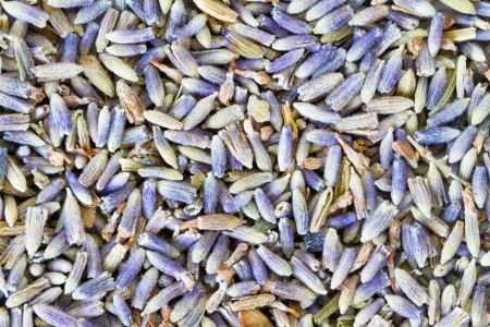dry lavender flowers backgroundの写真素材
