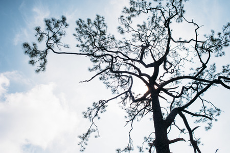 Silhouette of pine treeの写真素材