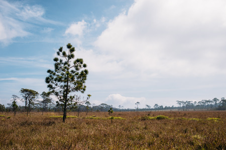 Pine treeの写真素材