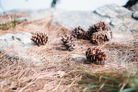Pine coneの写真素材