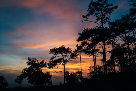 Sunset pine forestの写真素材