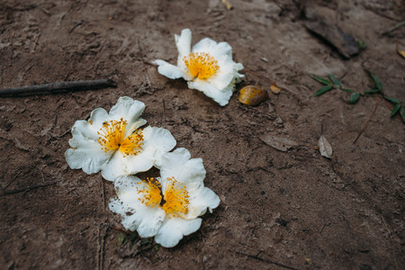 Fried egg flowerの写真素材