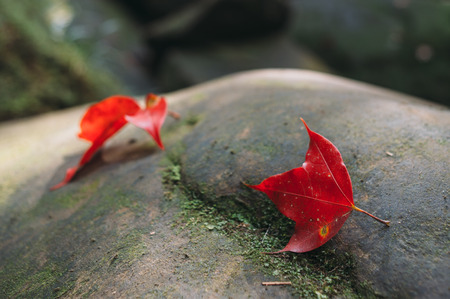 Red maple leafs are fallen on rockの写真素材