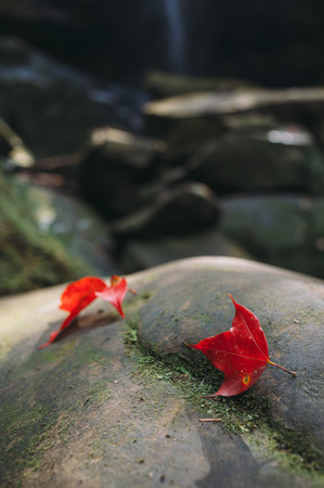 Red maple leafs are fallen on rockの写真素材