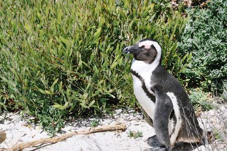 African penguinの写真素材