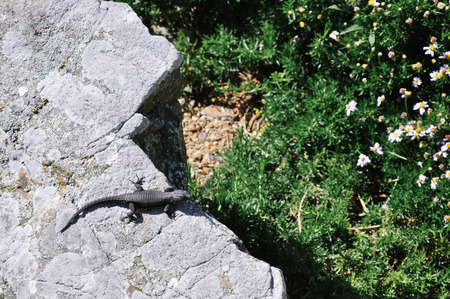 Black girdled lizard at cape pointの写真素材