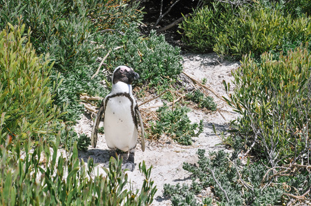 African penguinの写真素材
