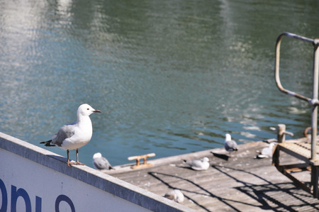 Seagull standの写真素材