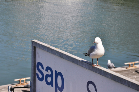 Seagull standの写真素材