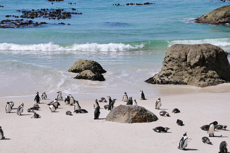 African penguinの写真素材