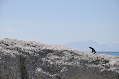 African penguinの写真素材