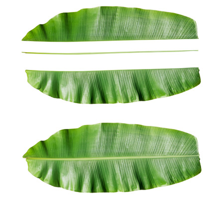 Fresh Banana leaf and component of banana leaf.の写真素材