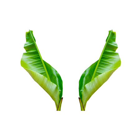 Isolate the banana leaf. with clipping path.の写真素材