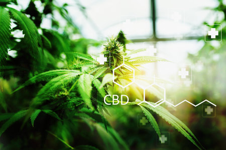 Cannabis or Marijuana or hemp leaf in a greenhouse. weed, herbal alternative medicine, cbd oil, pharmaceutical industry Conceptの写真素材