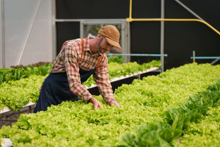 Businessperson or farmer checking hydroponic soilless vegetable in nursery farm. Business and organic hydroponic vegetable conceptの写真素材